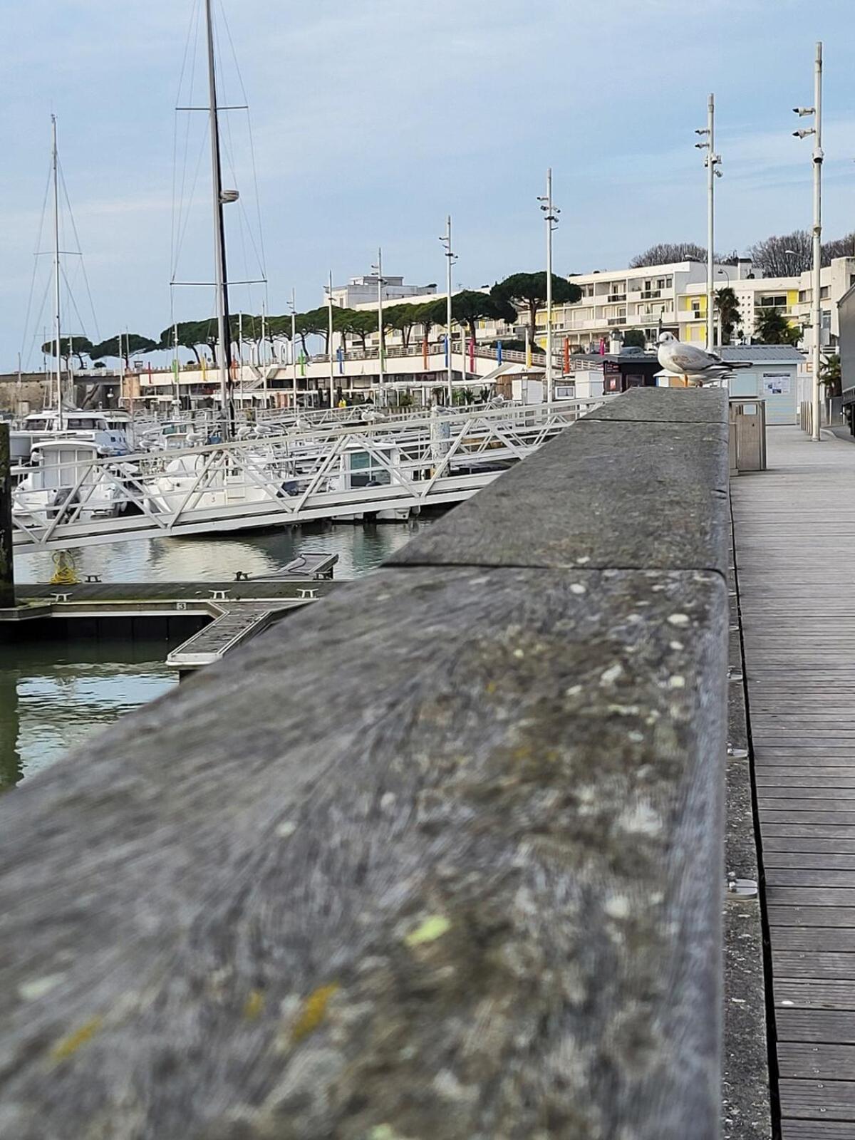 Le Petit Platane *
